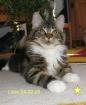 Sehr typvolle Maine Coon Kätzin